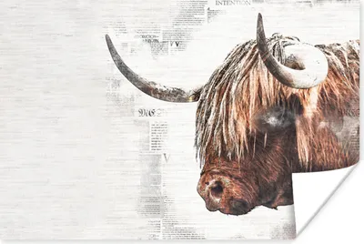 Produktbild von MuchoWow® Poster Scottish Highlander - Tiere - Zeitungsartikel 60x40 cm - Schlafzimmerdekoration
