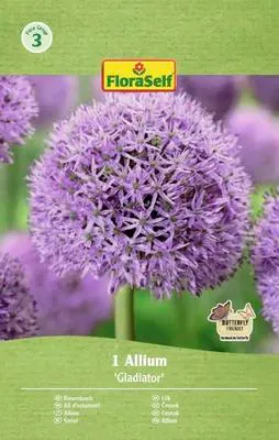 Produktbild von Blumenzwiebel Zierlauch FloraSelf ' Gladiator ' 1 Stück