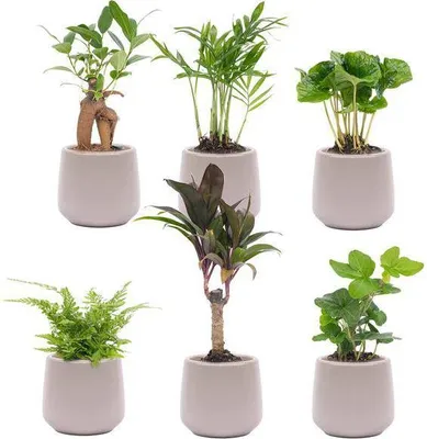 Obrázok produktu pre Sada izbových rastlín - 6 rastlín + keramický kvetinác Jungle, nenárocná na