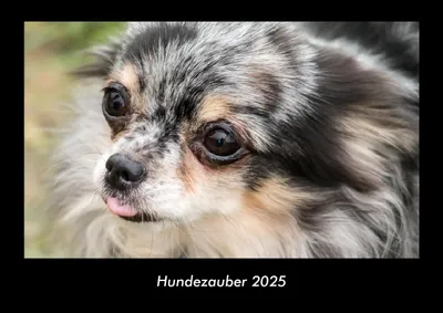 Produktbild von Hundezauber 2025 Fotokalender DIN A3