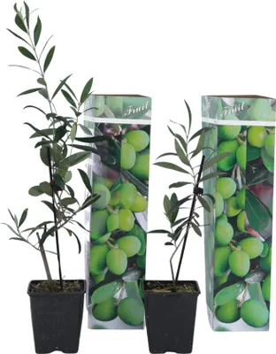 Produktbild von Olivenbaum - 2 Stk - Olea europaea - Höhe 25-40cm - ⌀9cm