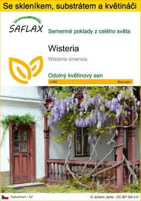 Obrázek produktu pro SAFLAX Kultivační sada - Wisteria - Wisteria sinensis - 4 Semena - S mini skleníkem, pěstebním substrátem a 2 květináči