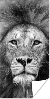 Produktbild von MuchoWow® Poster Löwe - Porträt - Tiere 60x120 cm - Wandschmuck