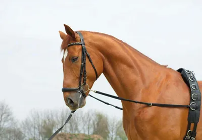 Produktbild von BUSSE Ausbindezügel Basic-Elastik Schwarz Pony