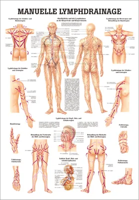 Produktbild von Manuelle Lymphdrainage Mini-Poster Anatomie 34x24 cm medizinische Lehrmittel