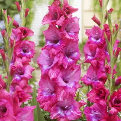 Produktbild von Gladiole Blumenzwiebeln Schwertblume Sommerblühende Siegwurze Lumierre 5 St.