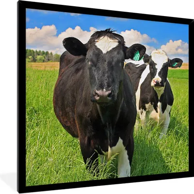 Produktbild von MuchoWow® Gerahmtes Poster Kühe - Gras - Natur - Tiere 40x40 cm - Poster mit Schwarzem Bilderrahmen Wandposter Rahmen Foto Bilder - Mit Rahmen - Wanddekoration Schlafzimmer