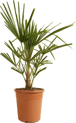 Produktbild von Bloomique - Trachycarpus Fortunei - Chinesische Hanfpalme - Palmen Winterhart Draußen - Höhe 60-70 cm - Topf 21 cm