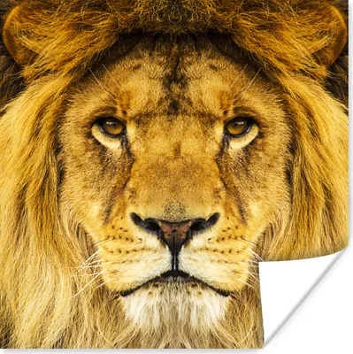 Produktbild von MuchoWow® Poster Löwe - Porträt - Braun 75x75 cm - Wand Dekoration