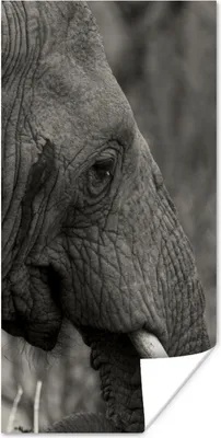 Produktbild von MuchoWow® Poster Schwarzer und weißer Elefant 60x120 cm - Wandschmuck