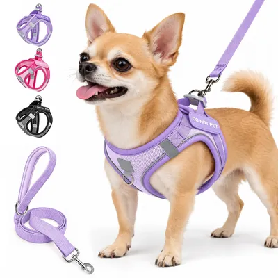 Produktbild von Anziehhalsband für kleine Hunde