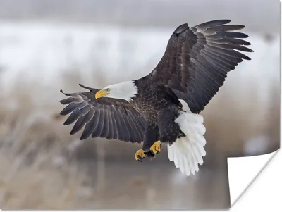 Produktbild von MuchoWow® Poster Ein amerikanischer Weißkopfseeadler mit ausgebreiteten Flügeln. 80x60 cm - Kunst für zu Hause