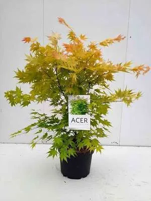 Zdjęcie produktu dla Acer palm. 'Orange Dream' - Klon wachlarzowy Orange Dream Pojemnik 60-80 cm