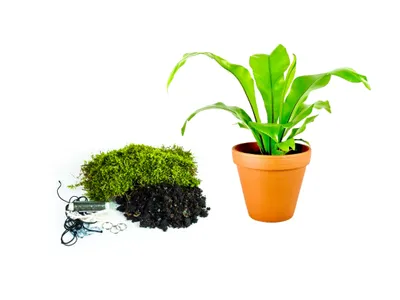 Obrázok produktu pre Gardners Kokedama "Vyrob si sám" Asplenium Nidus (L)