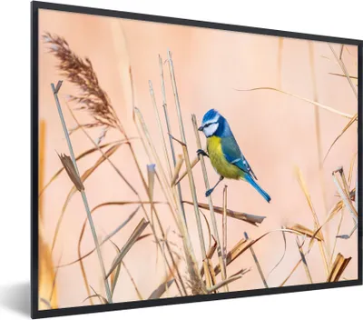 Produktbild von MuchoWow® Gerahmtes Poster Vogel - Blaumeise - Schilf 40x30 cm - Poster mit Schwarzem Bilderrahmen Wandposter Rahmen Foto Bilder - Kunstposter - Wanddekorationen