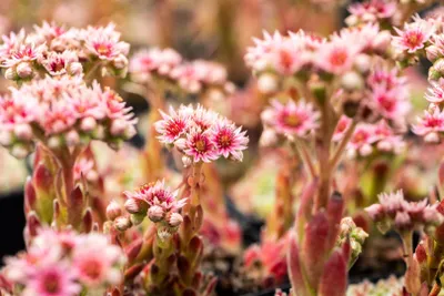 Produktbild von Sempervivum x cult.'Silver Thaw', Hauswurz, silbrig, ca. 9x9 cm Topf