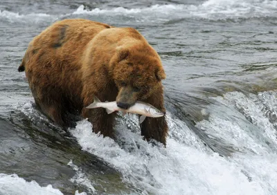 Produktbild von 3 D Ansichtskarte Grizzlybär fängt Lachs, Postkarte Wackelkarte Hologrammkarte Tier Bär Braunbär