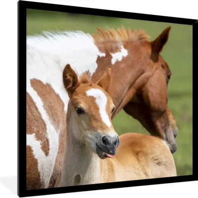 Produktbild von MuchoWow® Gerahmtes Poster Pferde - Fohlen - Gras 40x40 cm - Poster mit Schwarzem Bilderrahmen Wandposter Rahmen Foto Bilder - Mit Rahmen - Wanddekoration Schlafzimmer
