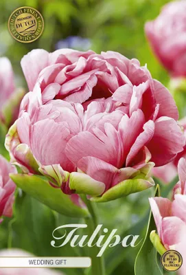 Artikelbild 2 von 'Tulpe Wedding Gift (7 Stück)' aus der Kategorie Tulpenzwiebeln