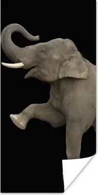 Produktbild von MuchoWow® Poster Elefant mit erhobenem rechten Bein auf schwarzem Hintergrund 20x40 cm - Plakat - Foto