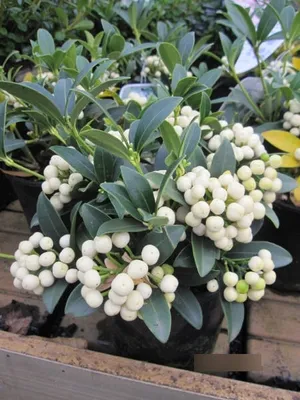 Produktbild von Skimmia japonica Fructu Albo - Japanische Fruchtskimmie Fructu Albo - 10-15cm