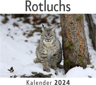 Produktbild von Rotluchs (Wandkalender 2024, Kalender DIN A4 quer, Monatskalender im Querformat mit Kalendarium, Das perfekte Geschenk)