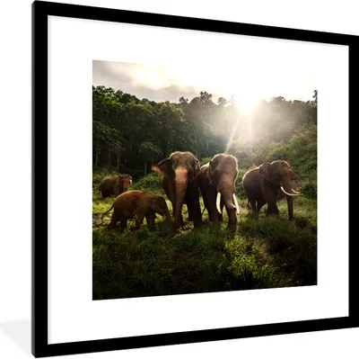 Produktbild von MuchoWow® Gerahmtes Poster Wald - Elefanten - Licht 40x40 cm - Poster mit Schwarzem Bilderrahmen Wandposter Rahmen Foto Bilder - Poster - Plakat im Rahmen