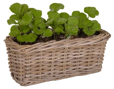 Produktbild von Mega Collections Pflanzenkorb Levi - Rattan - 40 x 15 x 17 cm