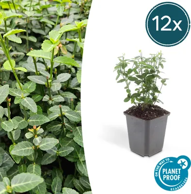 Zdjęcie produktu dla Rosliny okrywowe - wrzecionowate pelzajace - Euonymus fortunei radicans - doniczka 9 cm - zestaw 12 roslin