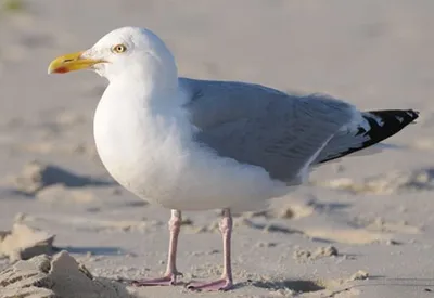 Produktbild von 3 D Ansichtskarte Silbermöwe, Postkarte Wackelkarte Hologrammkarte Tiere Tier Möwe Vogel