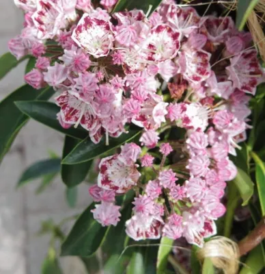 Produktbild von Berglorbeer - Lorbeerrose Carousel - Kalmia latifolia Carousel - 30-40cm