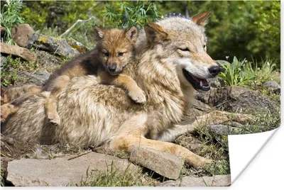 Produktbild von MuchoWow® Poster Wolf - Jungtier - Tier 30x20 cm - Plakate - Print