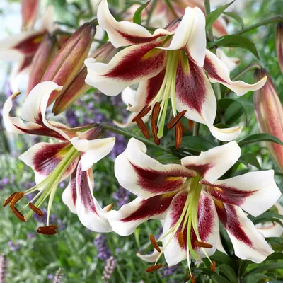 Produktbild von Lilien Zwiebeln Winterhart Mehrjährig - Beverly Dreams Riesenlilien - 3 Zwiebeln - Winterharte Blumenzwiebeln aus Holland (große Knollen, kein Samen, nicht künstlich)