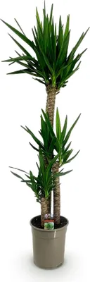 Produktbild von Palmlilie Yucca Elephantipes - 140cm - 24cm - Pflegeleichte Palmlilie mit