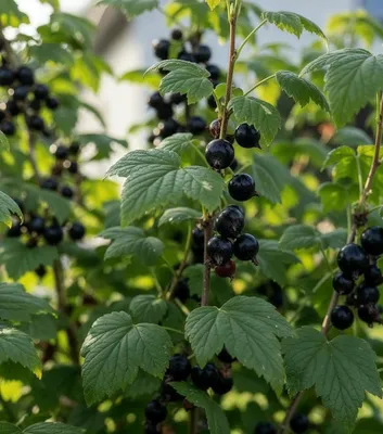 Imagen del producto de Grosellas negras Ben Nevis - 2 plantas - Resistentes al frío y perennes - Verdaderos arbustos frutales de Holanda - sin semillas, sin bulbos, no artificiales