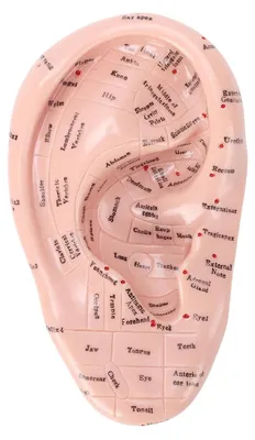 Zdjęcie produktu dla Model akupunktury 17 cm - Model do masażu akupresury - Narzędzie do nauki refleksologii - Wyposażenie laboratoryjne do demonstracji - Materiały edukacyjne do refleksologii - Model akupunktury