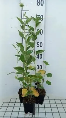 Obrázek produktu pro 6 x Rudbeckia subt. 'Little Henry' - třapatka - květináč 9 x 9 cm