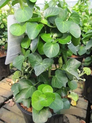 Produktbild von Hedera helix Arbori Compact - Strauch-Efeu Arbori Kompakt - 30-40