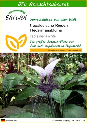 Produktbild von SAFLAX - Nepalesische Riesen - Fledermausblume - 10 Samen - Mit keimfreiem Anzuchtsubstrat - Tacca nevia white