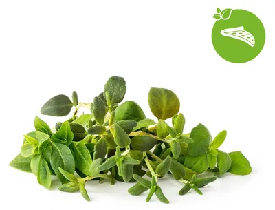 Image de Click & Grow Click & Grow Plant Pod Italian Mix 9pcs