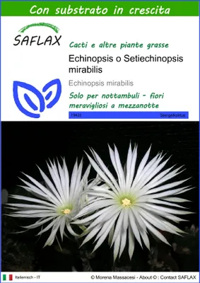 Immagine prodotto di SAFLAX  - Echinopsis o Setiechinopsis mirabilis - 40 semi - Con substrato - Echinopsis