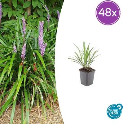 Produktbild von Liriope muscari 'Ingwersen' | 48 Stück - 10-25cm - Ø9cm - Gartenpflanze