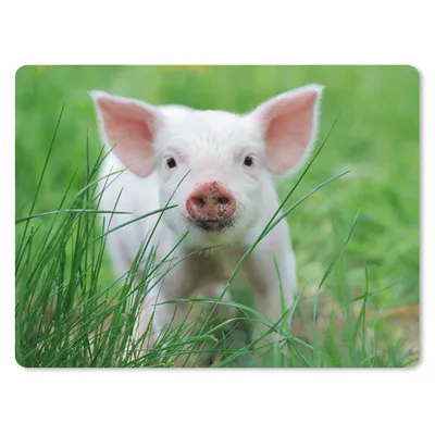 Produktbild von MuchoWow® Mauspad Mousepad Schwein - Tiere - Groß 40x30 cm - Mousepads - Maus Mat - Pad - Mausunterlage - Anti Rutsch