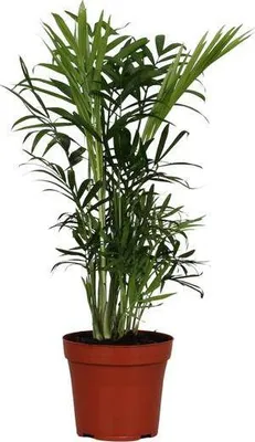 Produktbild von Mexikanische Bergpalme Chamaedorea Elegans Zimmerpflanze Ø12cm 40cm pflegeleicht