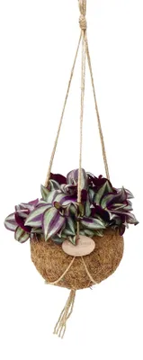 Obrázok produktu pre Kokodama Tradescantia zebrina (L)