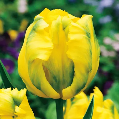 Zdjęcie produktu dla Tulipan Papuzi Texas Gold 5 szt. Tulipany Cebulki Tulipanów Cebule