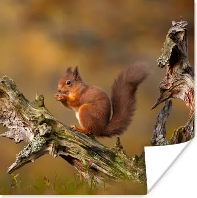 Produktbild von MuchoWow® Poster Eichhörnchen - Baumstamm - Wald 75x75 cm - Wand Dekoration