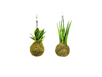 Obrázok produktu pre Gardners Set Kokedam Sansevieria (M)