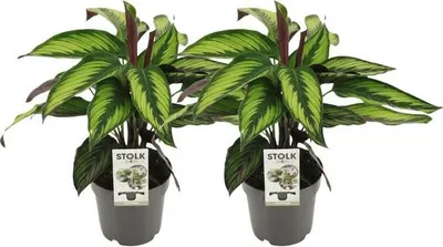 Zdjęcie produktu dla Calathea Majestica Princeps – maranta koszyczkowa, 2 rośliny doniczkowe, średnica 14 cm, łatwa w pielęgnacji