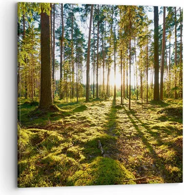 Produktbild von Bild auf Leinwand - Leinwandbild - Wald Baum Natur - 70x70cm - Wand Bild - Wanddeko - Wandbilder - Leinwanddruck - Bilder - Kunstdruck - Wanddekoration - Leinwand bilder - Wandkunst - AC70x70-3724